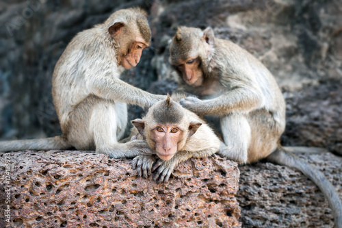 Long tailed macaque monkeys relaxing at Prang Sam Yot temple ruins. Lopburi, Thailand travel destinations © PerfectLazybones