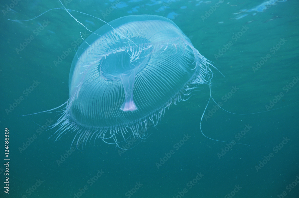 Obraz premium Aequorea jellyfish hovering in open water.