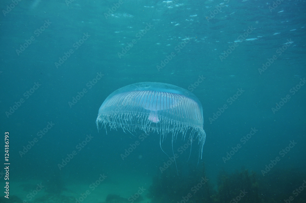 Fototapeta premium Aequorea jellyfish hovering between surface and bottom.
