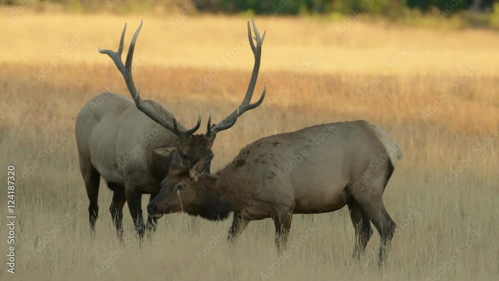Elk grazing in grassy field Elk grazing in grassy field