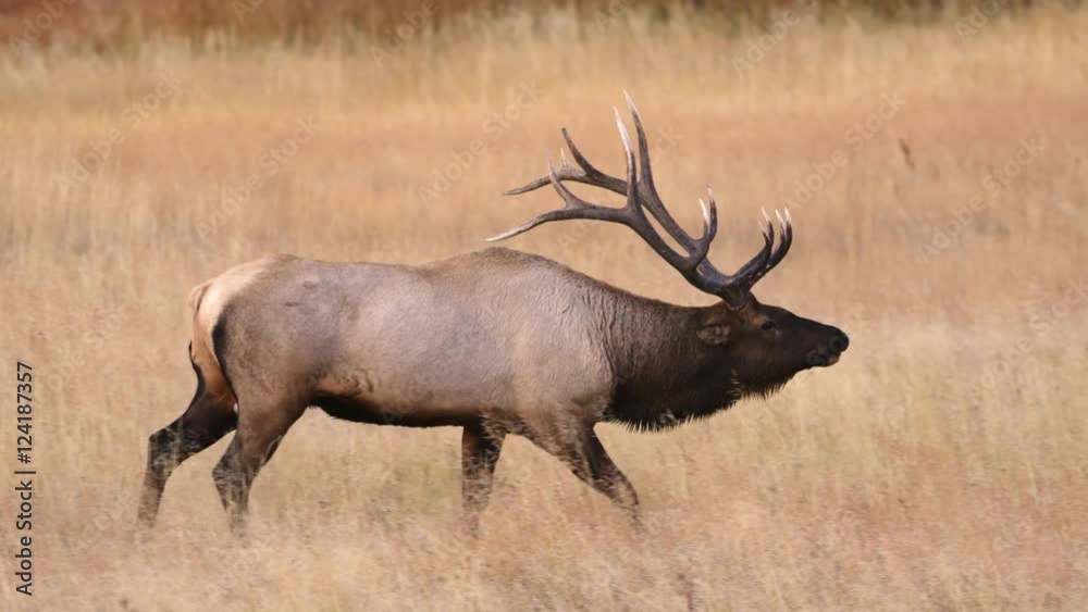Tracking shot of bull elk walking in meadow Tracking shot of bull elk walking in meadow