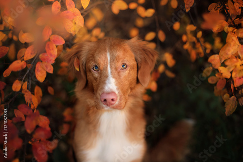 Fototapeta Naklejka Na Ścianę i Meble -  autumn mood. Nova Scotia Duck Tolling Retriever dog with leaves