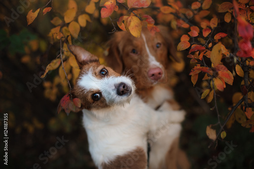Fototapeta Naklejka Na Ścianę i Meble -  autumn mood. Dog Jack Russell Terrier and Nova Scotia Duck Tolling Retriever dog with leaves