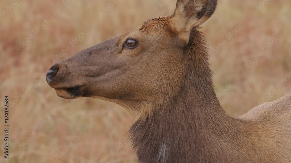 Close up of female elk in Yellowstone National Park Close up of female elk in Yellowstone National Park