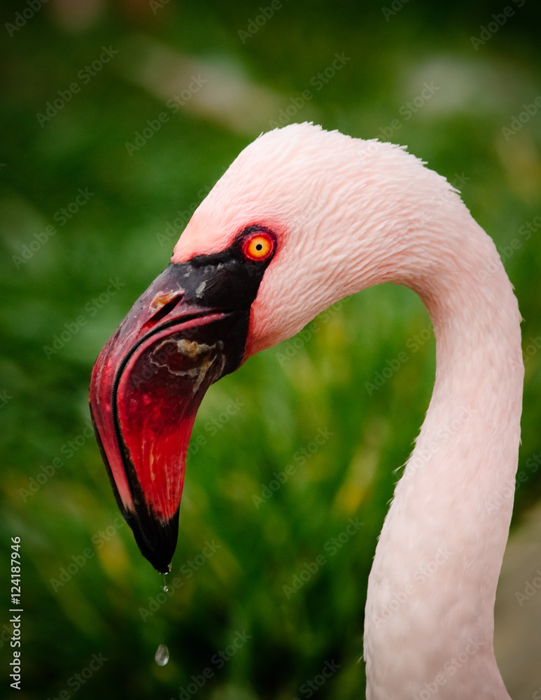 Fototapeta premium Flamingo Water Droplet