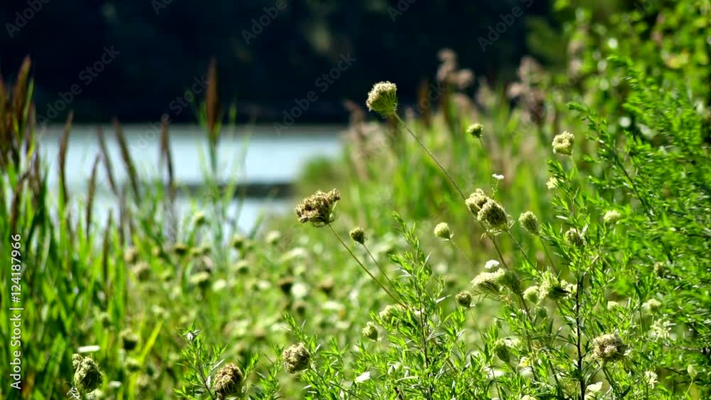 Close up of yellow wildflowers swaying in the wind Close up of yellow wildflowers swaying in the wind