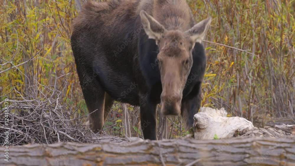 Moose searching food in Grand Teton National Park Moose searching food in Grand Teton National Park