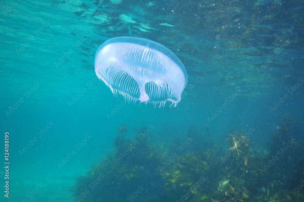 Obraz premium Aequorea jellyfish hovering above kelp.