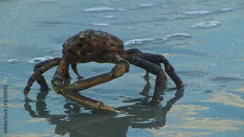 Close up of spider crab on shore