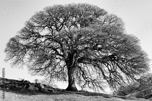 Oak Tree in Winter, Shell Ridge Open Space, Wanut Creek, Califor photo