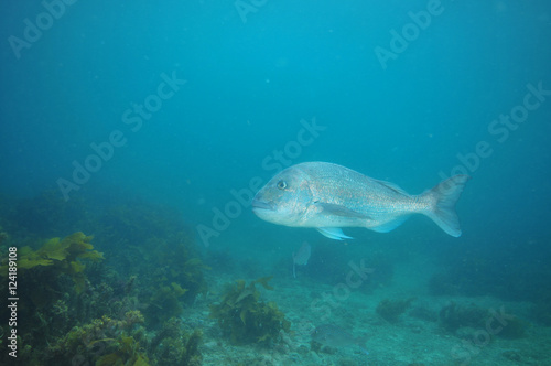 Adult australasian snapper Pagrus auratus cruising above flat bottom partially covered with kelp growth.