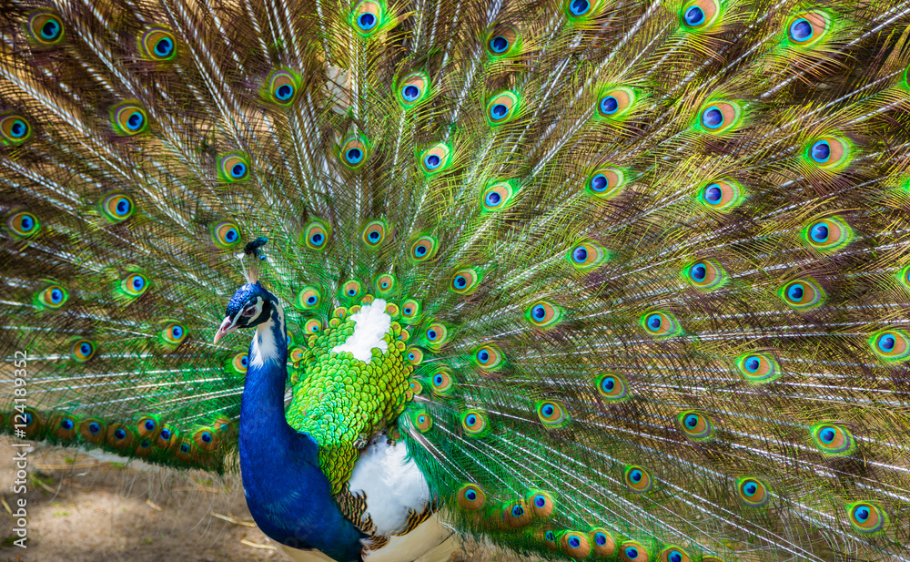 Obraz premium Peacock. Portrait of beautiful peacock with feathers out. Close up of peacock showing its beautiful feathers. Male peacock displaying his tail feathers. Spread tail-feathers of peacock are dating.