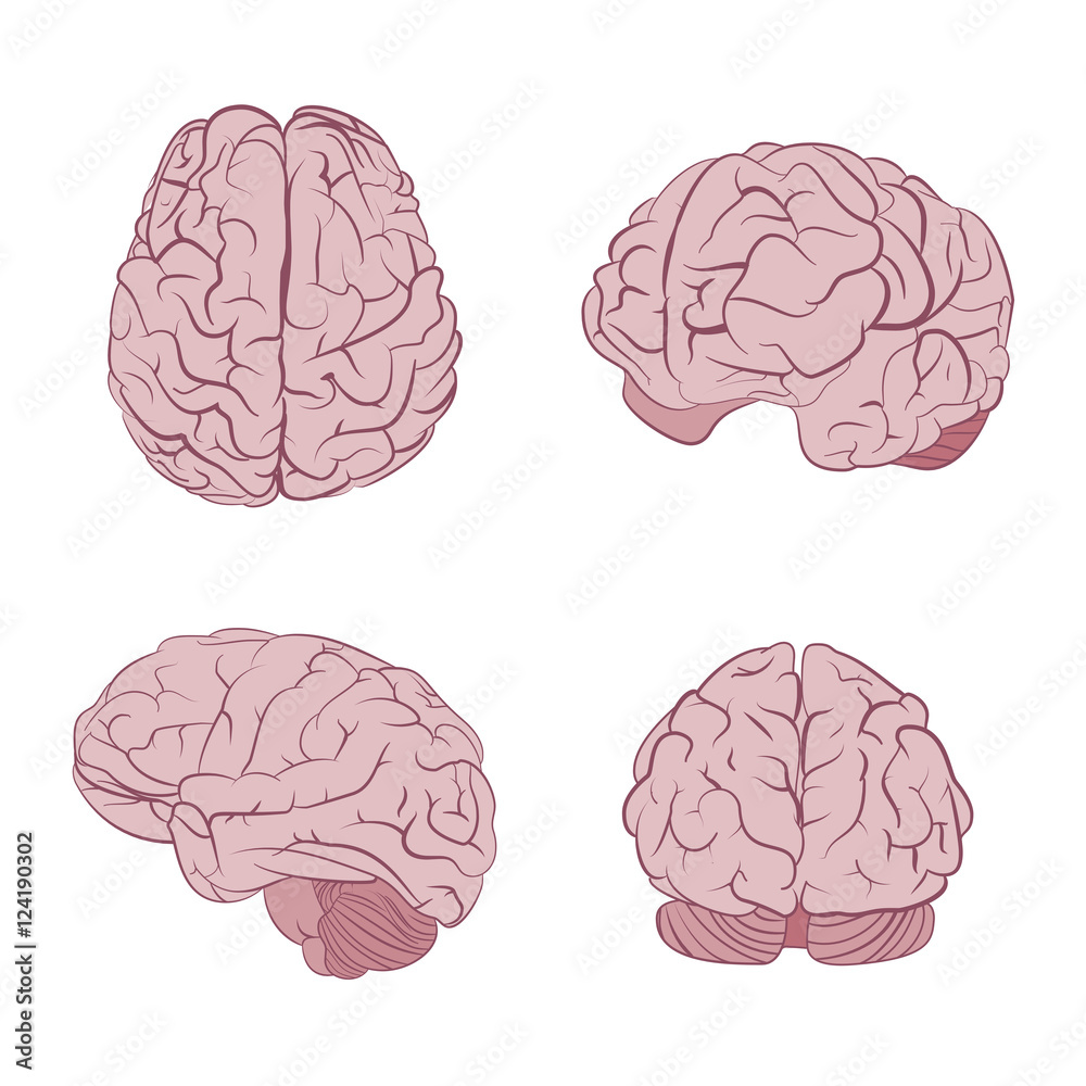 Human brain four views. Top, frontal, side, three-quarter. Flat brains vector icons Human brain four views. Top, frontal, side, three-quarter. Flat brains vector icons