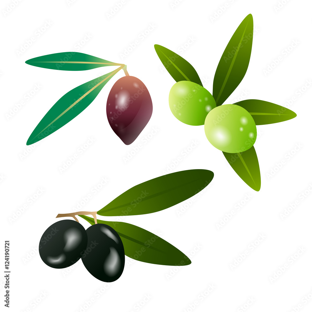 Green olives and dark olives on branch with leaves isolated on white background. Vector illustration