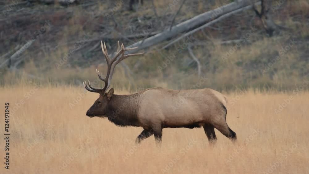 Tracking shot of bull elk walking in meadow Tracking shot of bull elk walking in meadow