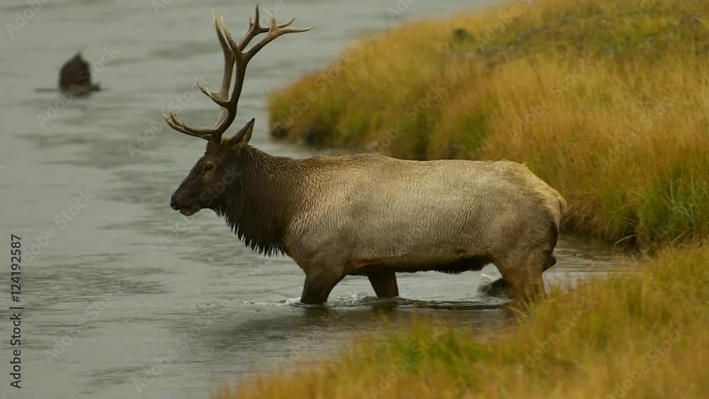 Tracking shot of large elk crossing river Tracking shot of large elk crossing river