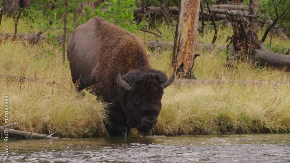 Wide shot of American bison crossing river Wide shot of American bison crossing river