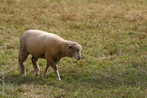 Sheep grazing in green grass pasture © miq1969