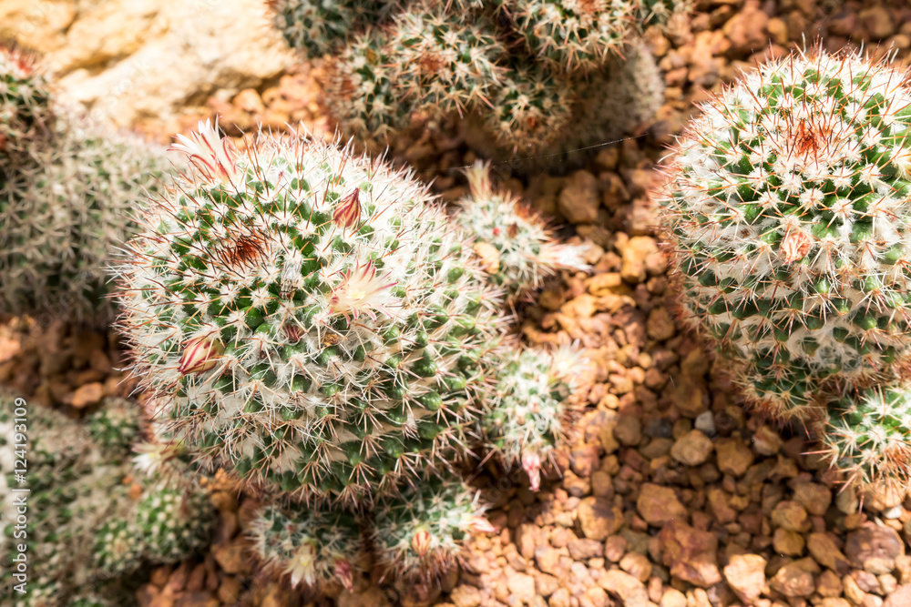 Obraz premium Thermal plants cactus plant with flowers group growth in the desert.