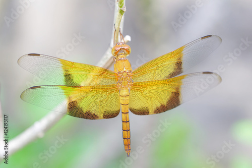 Yellow dragonfly
