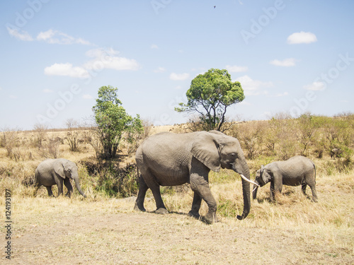 landscape with elephants in the Masai Mara National Park in Keny