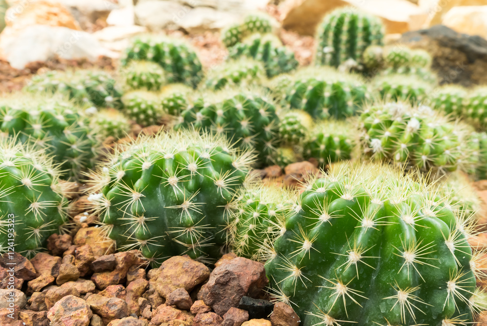Thermal plants cactus plant group growth in the desert,Echinopsis calochlora cactaceae Thermal plants cactus plant group growth in the desert,Echinopsis calochlora cactaceae