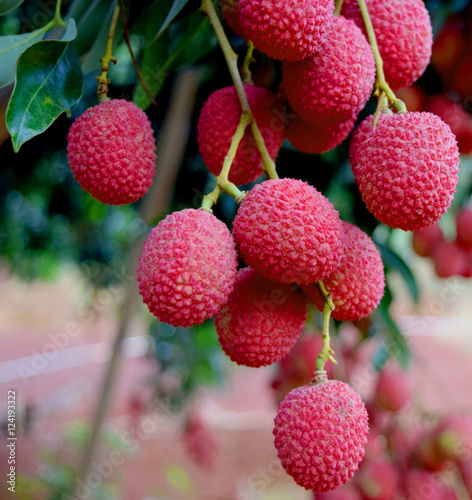 Fresh Lychees with leaves on tree