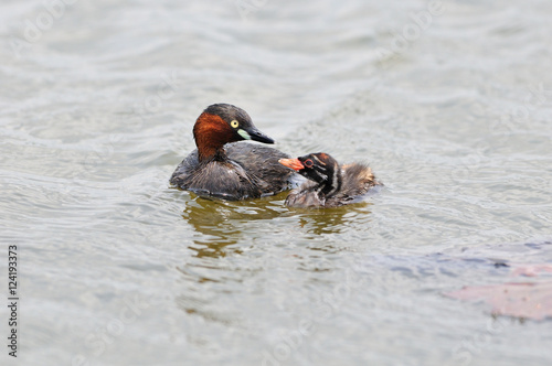 A family of Little Grebes  photo