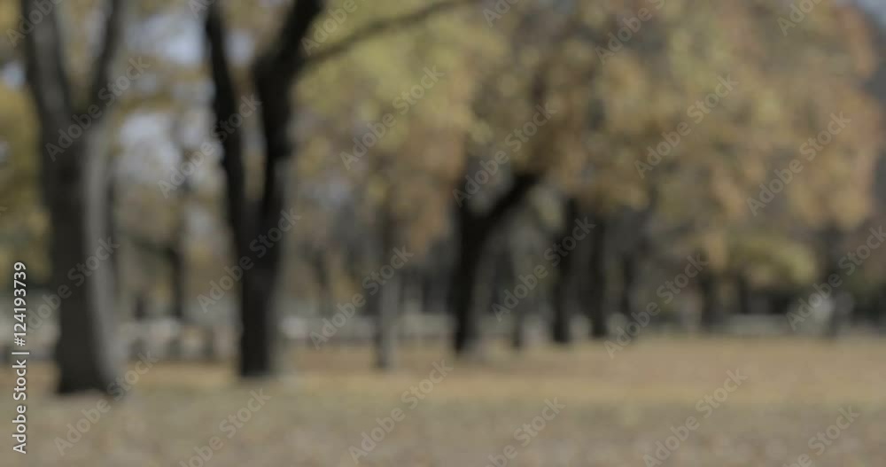 Soft focus of trees in park during autumn Soft focus of trees in park during autumn