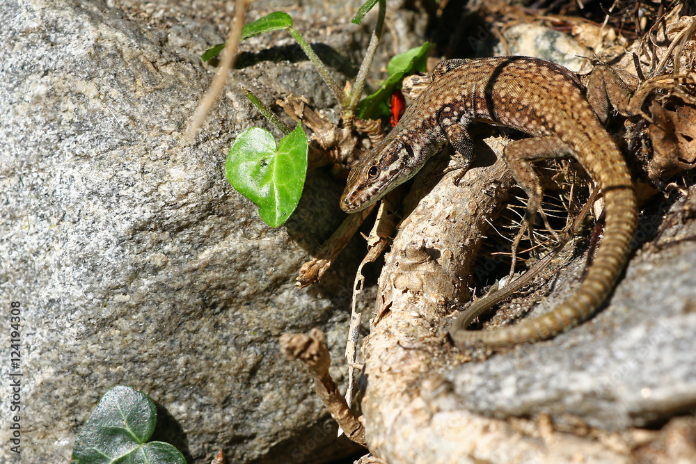 Obraz premium Common lizard on an ivy plant along a granite block wall