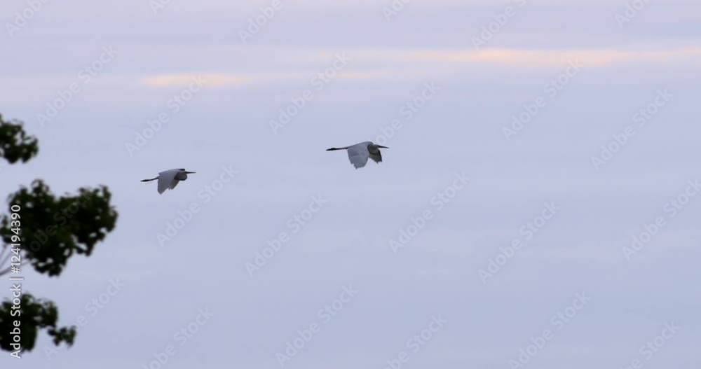 Slow motion of snowy egret flying in sky Slow motion of snowy egret flying in sky
