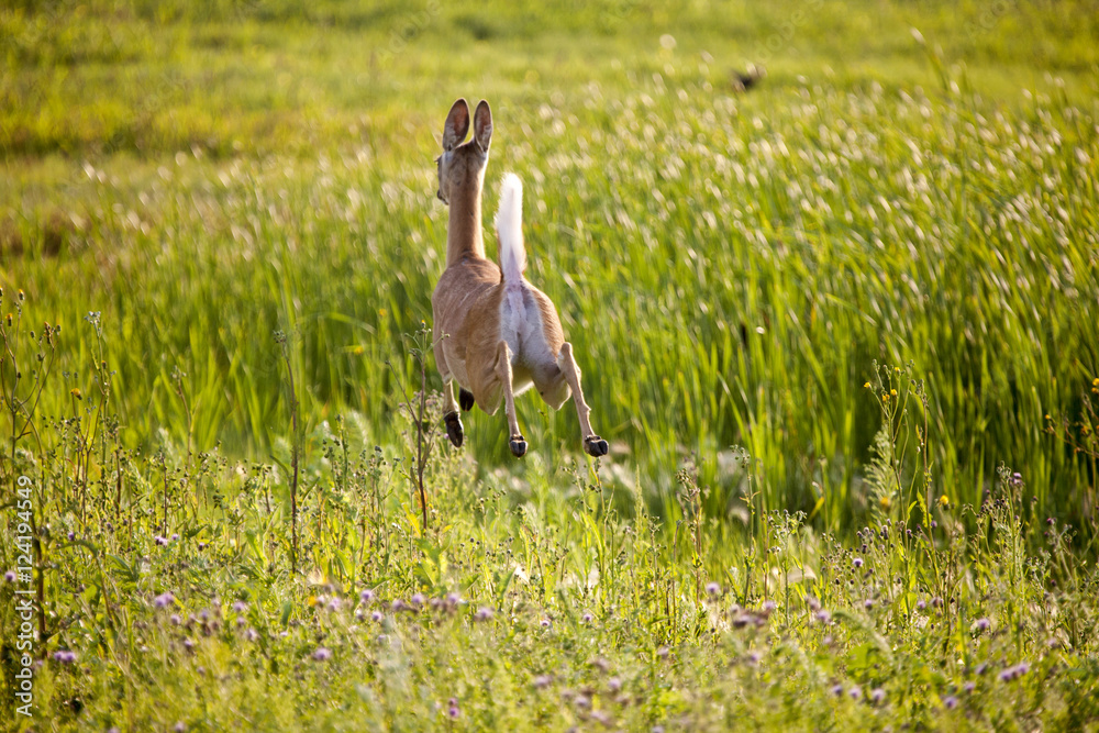 Fototapeta premium Deer jumping in Field