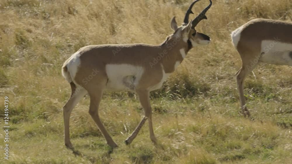 Tracking shot of pronghorn walking in Yellowstone National Park