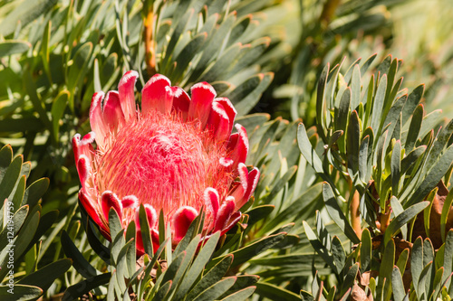 closeup of pink protea flower head in bloom photo