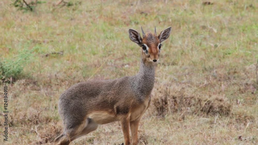 A young gazelle looks at camera. A young gazelle looks at camera.