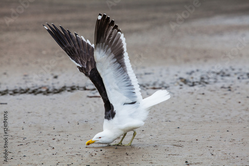 Black-back gull, bird, seagull