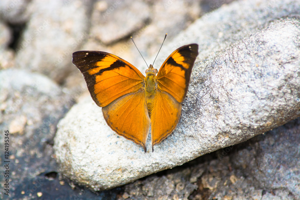 Autumn Leaf butterfly, Doleschallia bisaltide on white rock. Autumn Leaf butterfly, Doleschallia bisaltide on white rock.