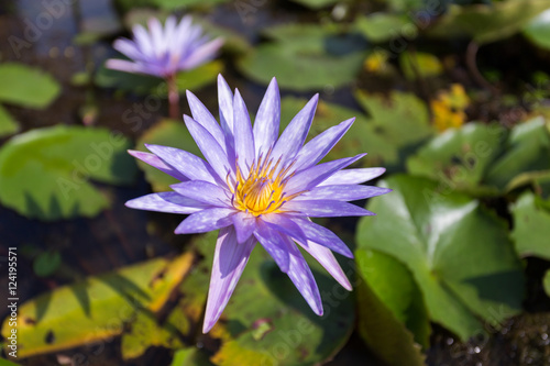 Lotus flower in pond.