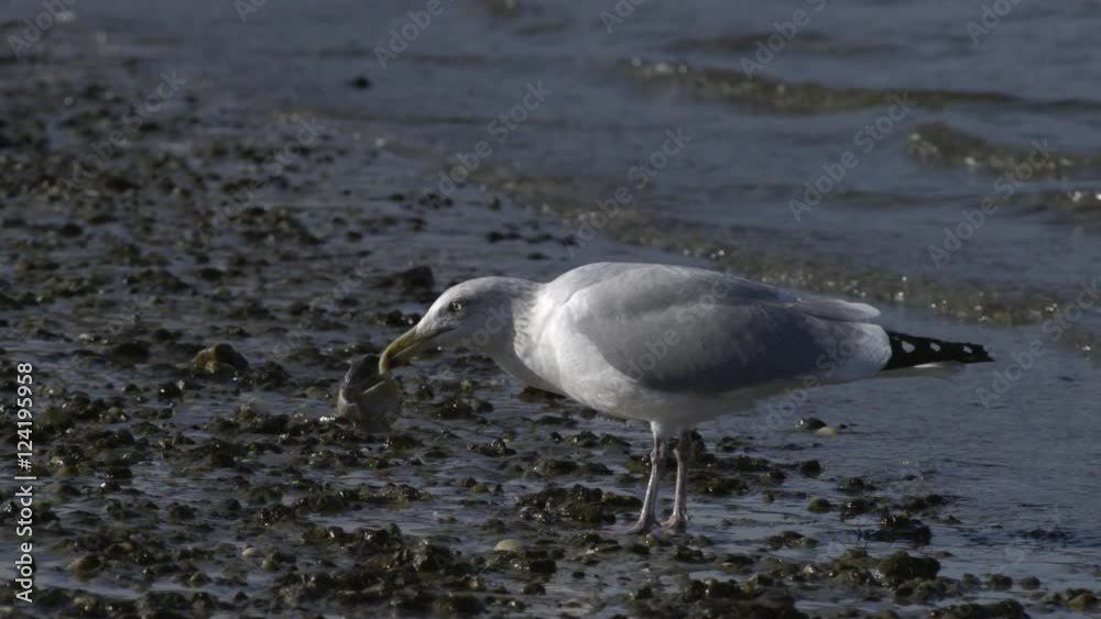 Slow motion of seagull grabbing seashell on shore Slow motion of seagull grabbing seashell on shore
