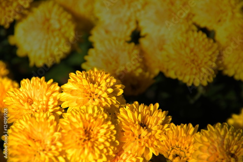 Yellow chrysanthemums, natural background for your project. © Anatoliy Mak