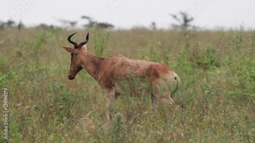 Wallpaper Mural Wild topi in Kenya, tracking shot. Torontodigital.ca