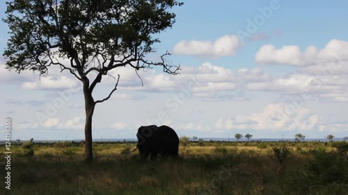 A lone elephant near a tree in South Africa.