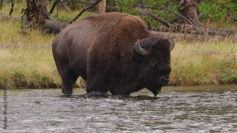 Slow motion of American bison crossing river Slow motion of American bison crossing river