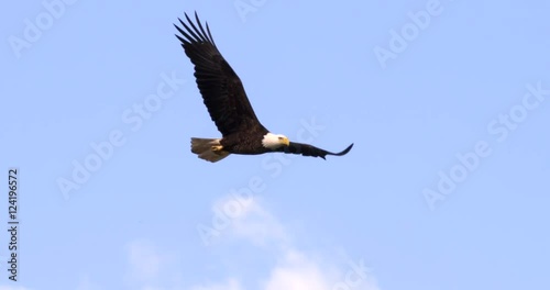 Bald Eagle flying majestically in a nice blue sky in SLOW MOTION photo