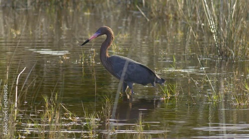 Close up of heron standing in water