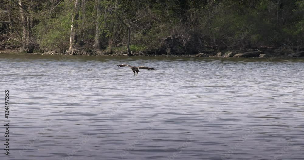 Slow motion of American eagle hunting fish in Everglades Slow motion of American eagle hunting fish in Everglades
