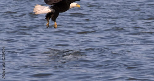 SBald Eagle swoops down and snatches a fish from the water in slow motion