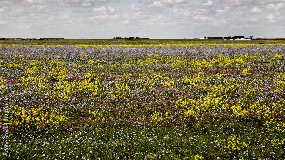 Obraz premium Prairie Flowers Canada