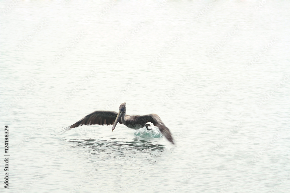 Fototapeta premium Flying pelican, Caribbean sea
