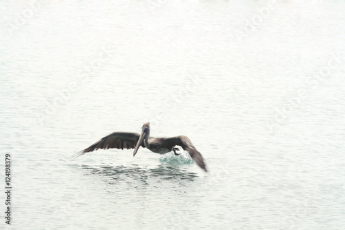 Flying pelican, Caribbean sea